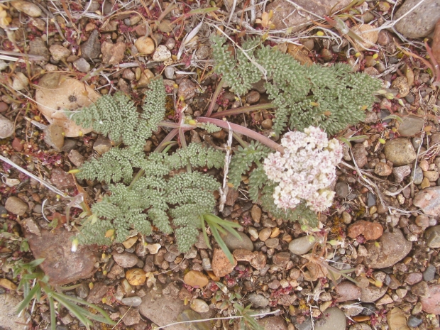 Canby's lomatium (Lomatium canbyi)